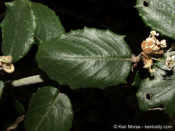 Ceanothus 18