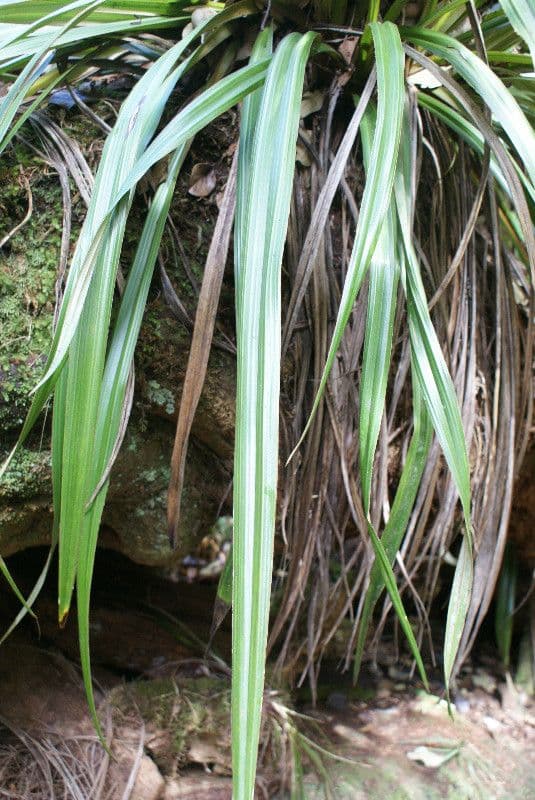 Astelia hemichrysa 17