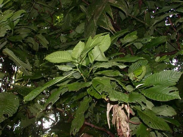 Psychotria 12