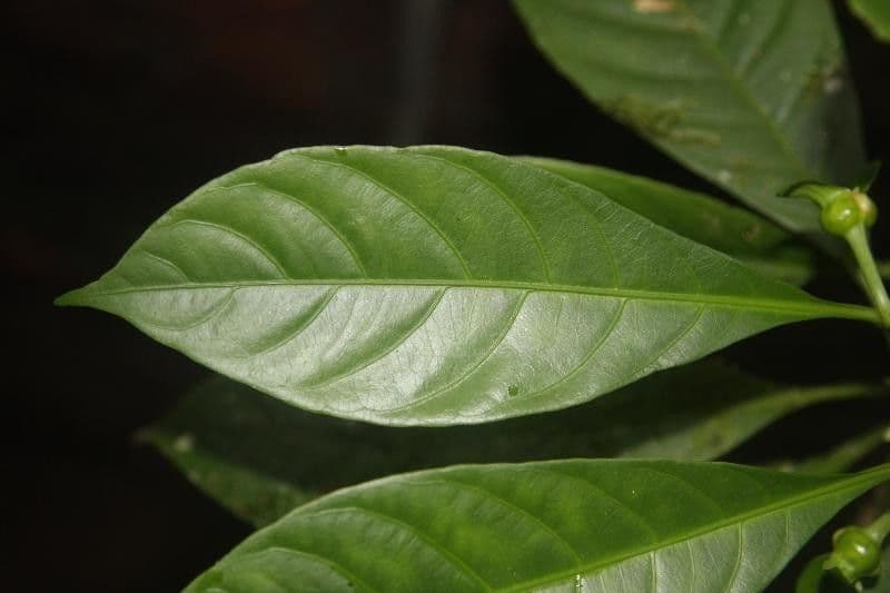 Carapichea 4