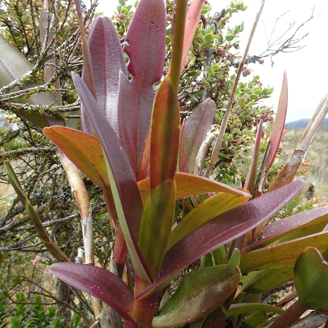Epidendrum 11