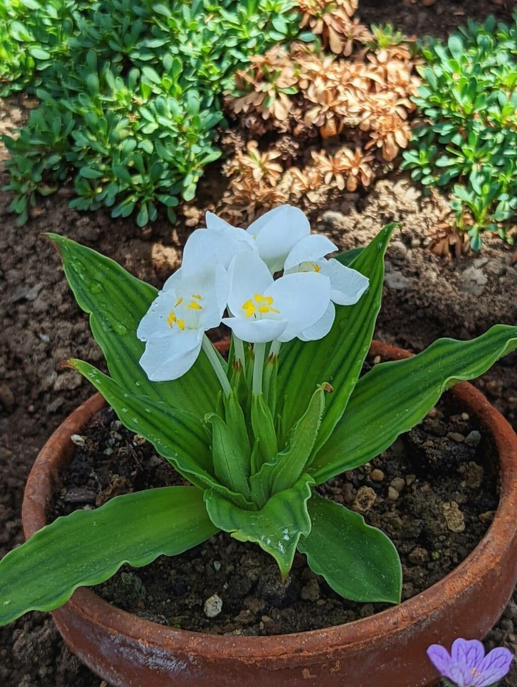 Weldenia