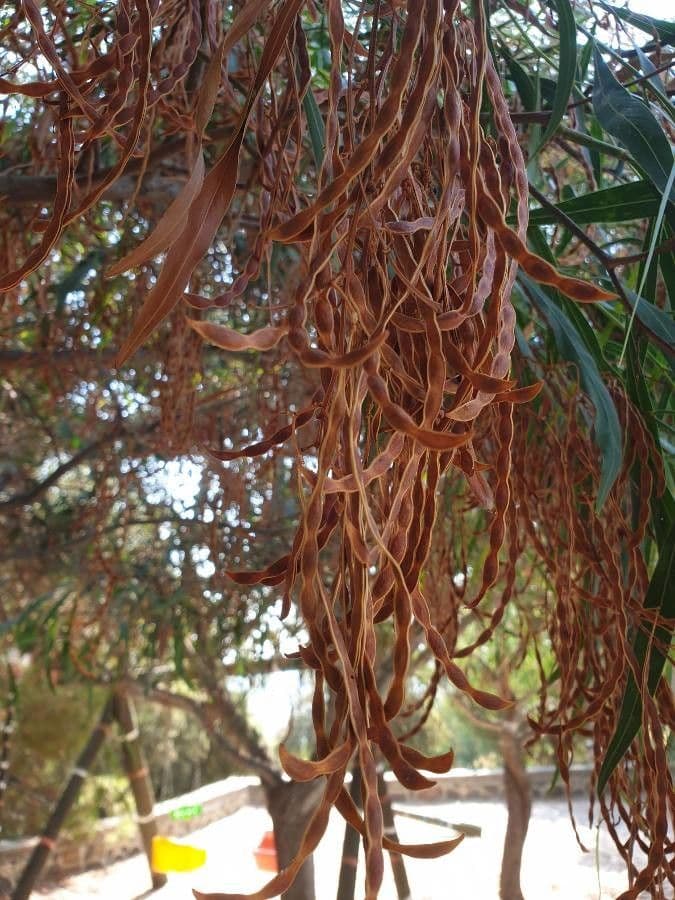 Mimosa dorata 3