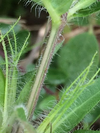 Ruellia 19
