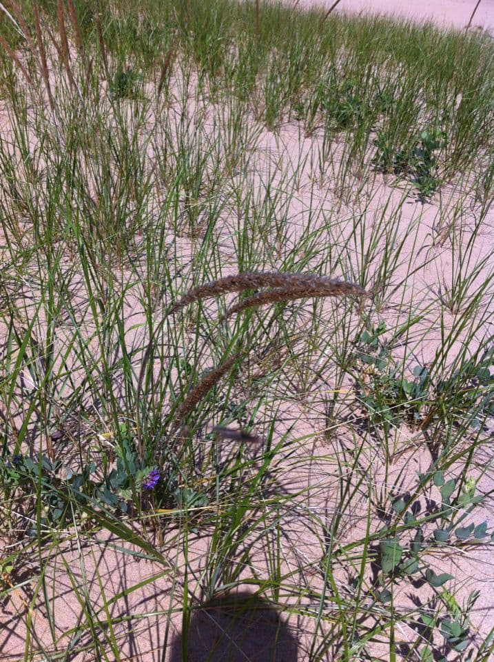 American beach grass 13