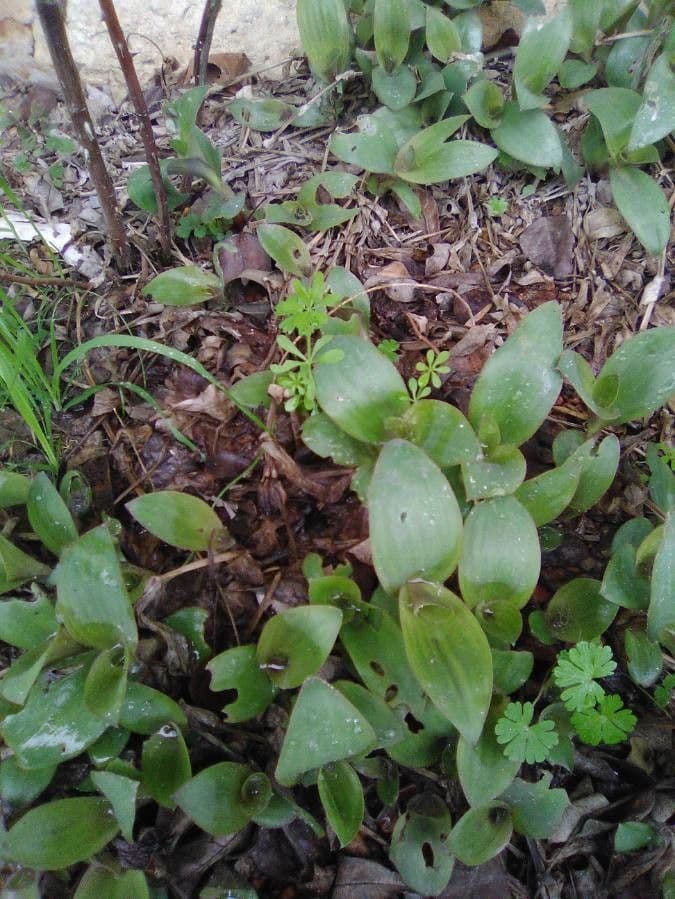 Clintonia boreale 21