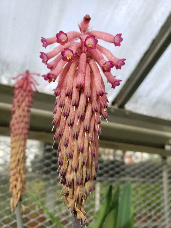 Veltheimia 2