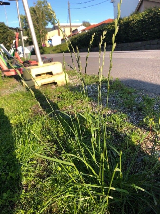 Loglio perenne 15