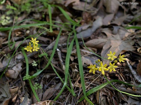 Triteleia 6