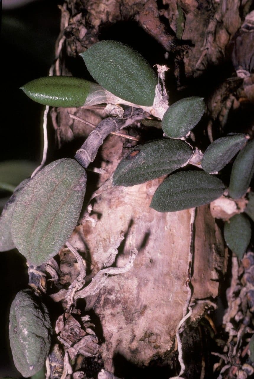 Dendrobium 7