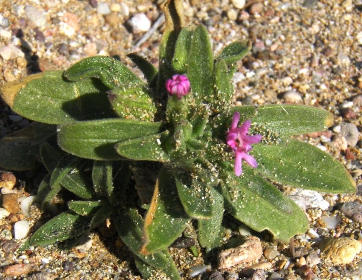 Silene 11