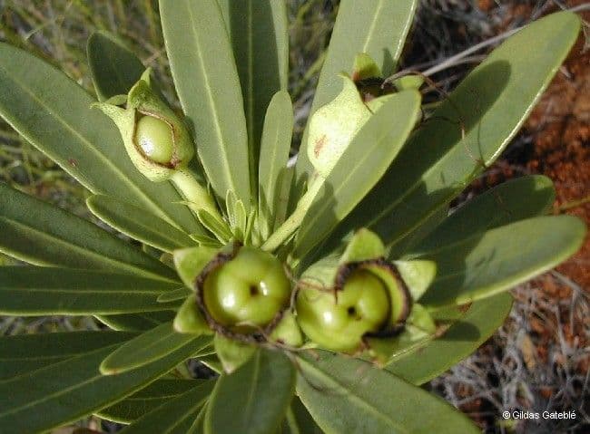 Xanthostemon 3