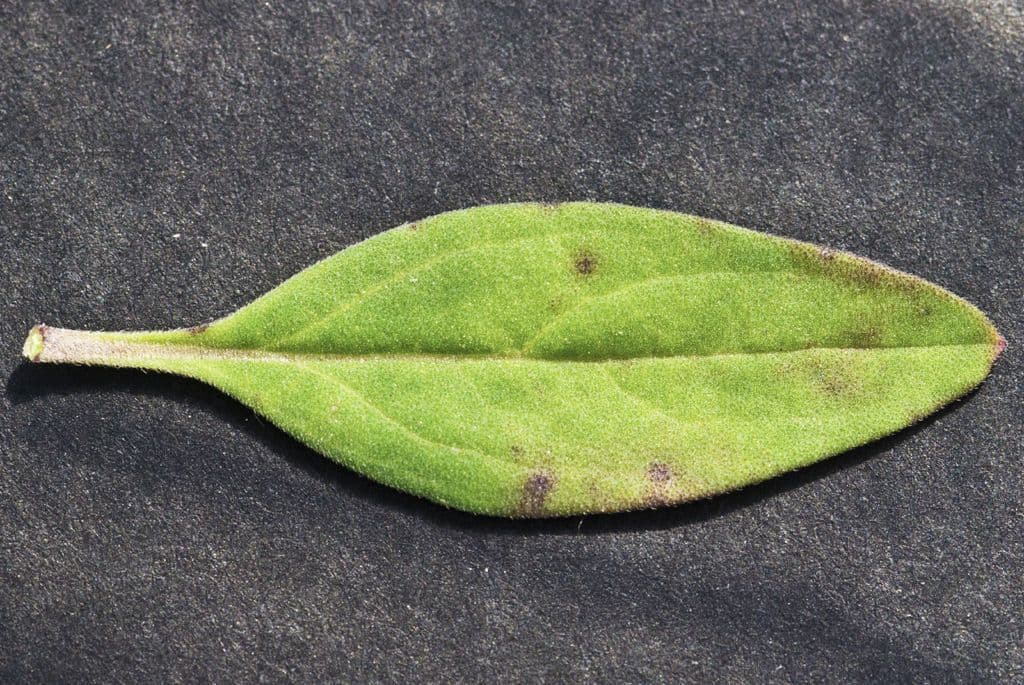 Trichostema 17