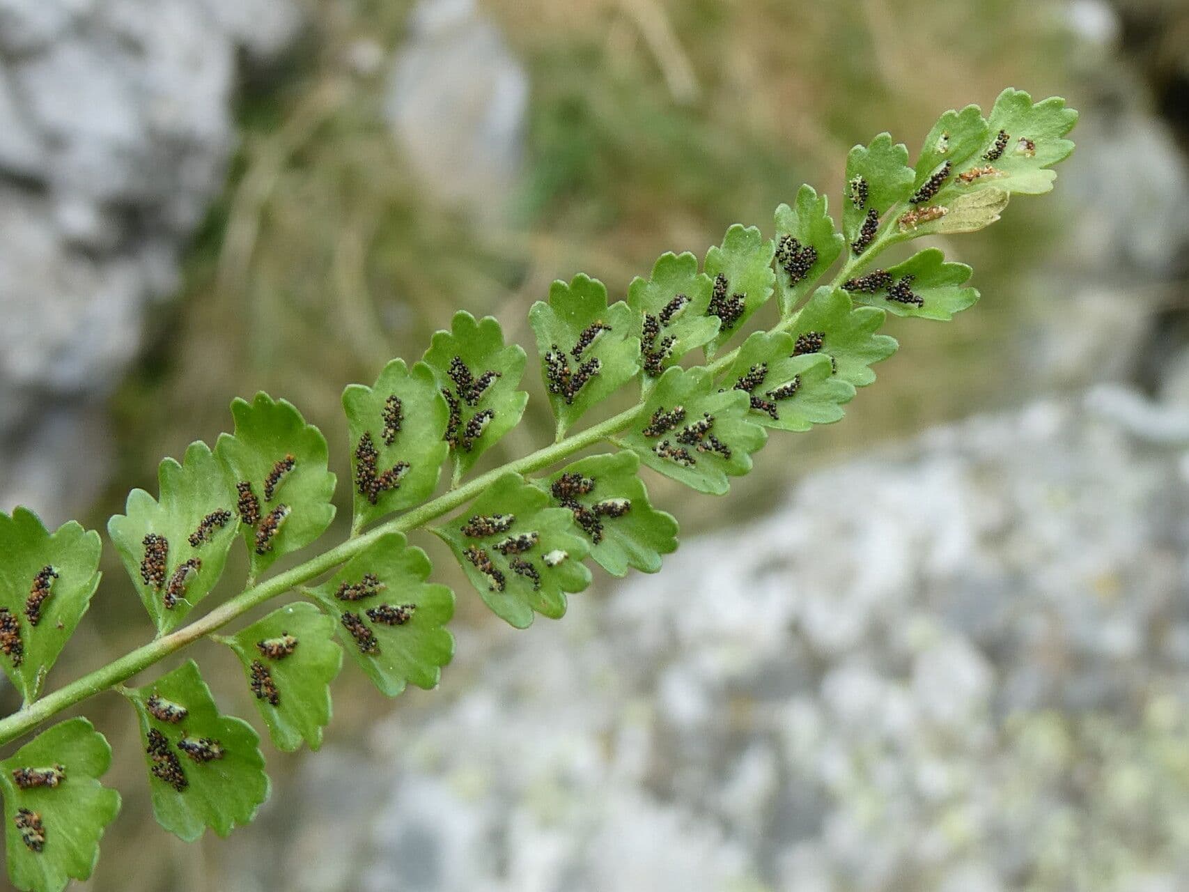Asplenio verde 5