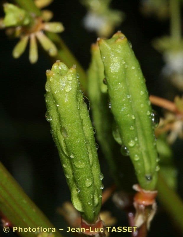 Reseda 2