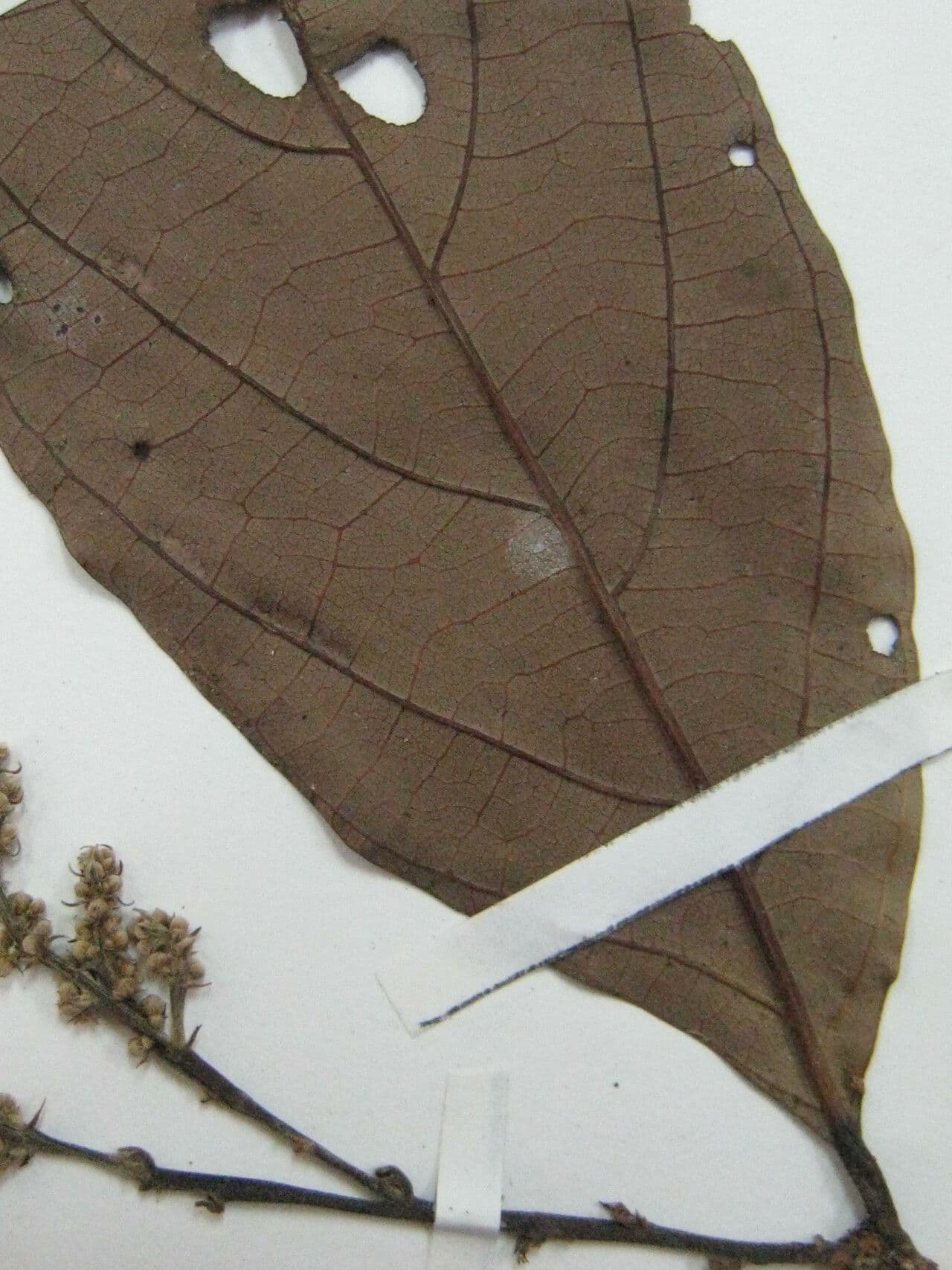 Licania 3