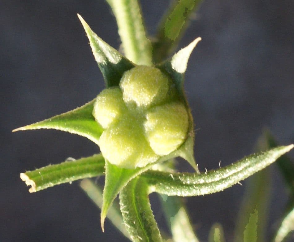 Teucrium pseudochamaepitys