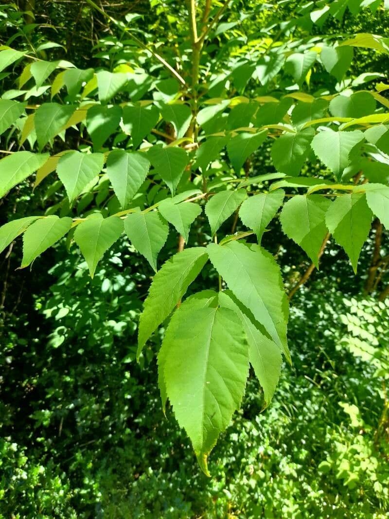Aralia cinese 5