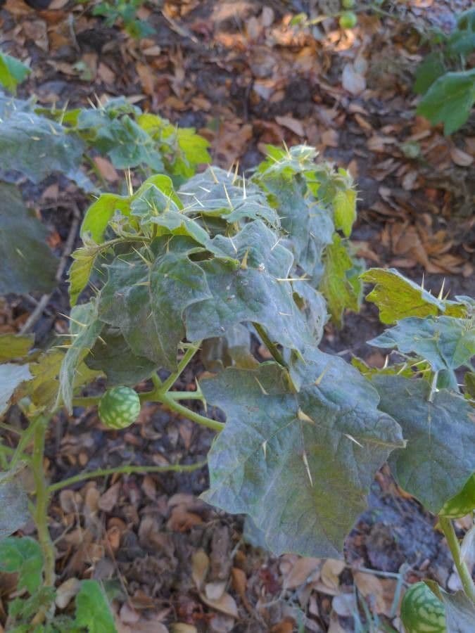 Solanum 20