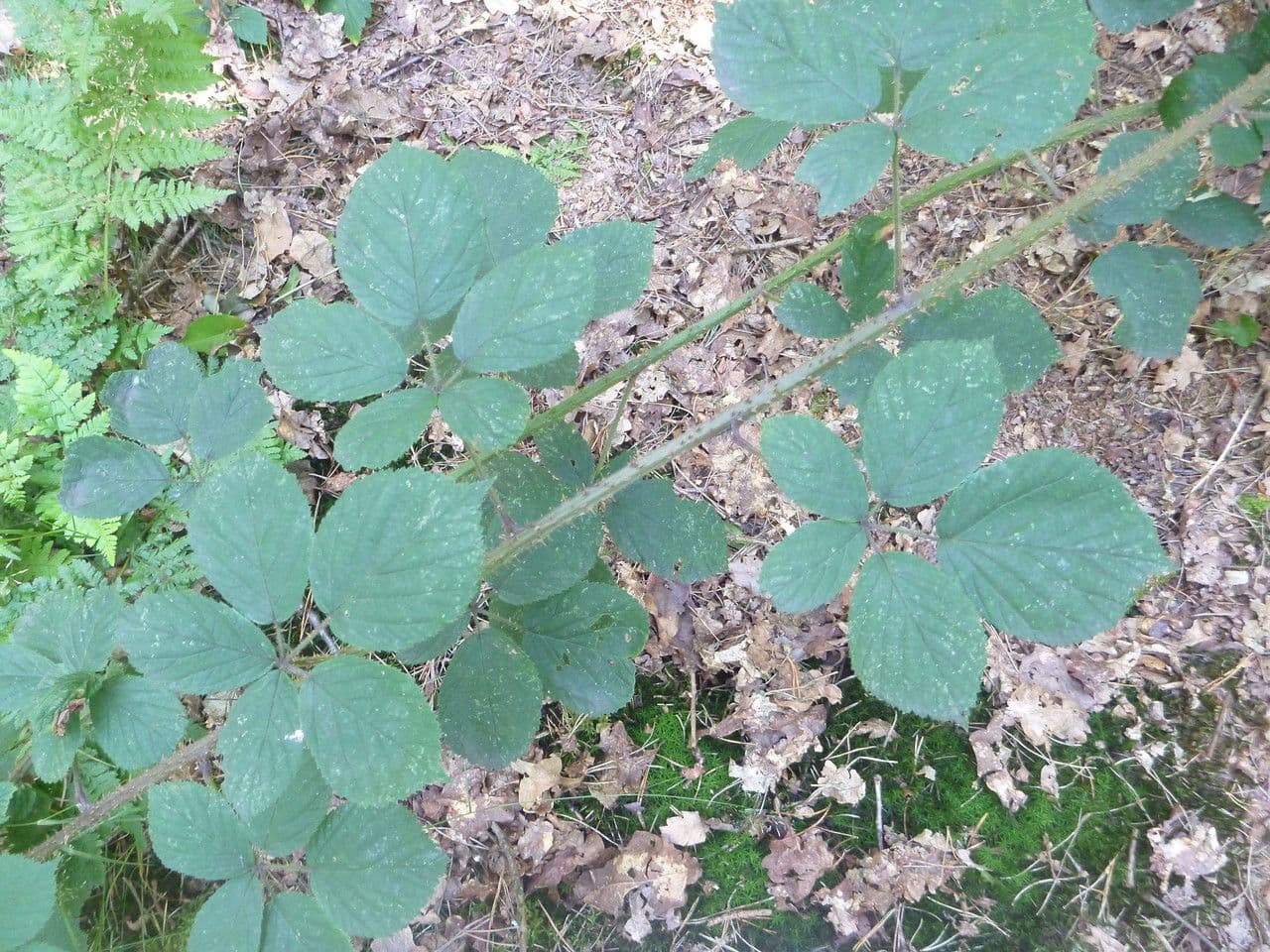 Rovo 5