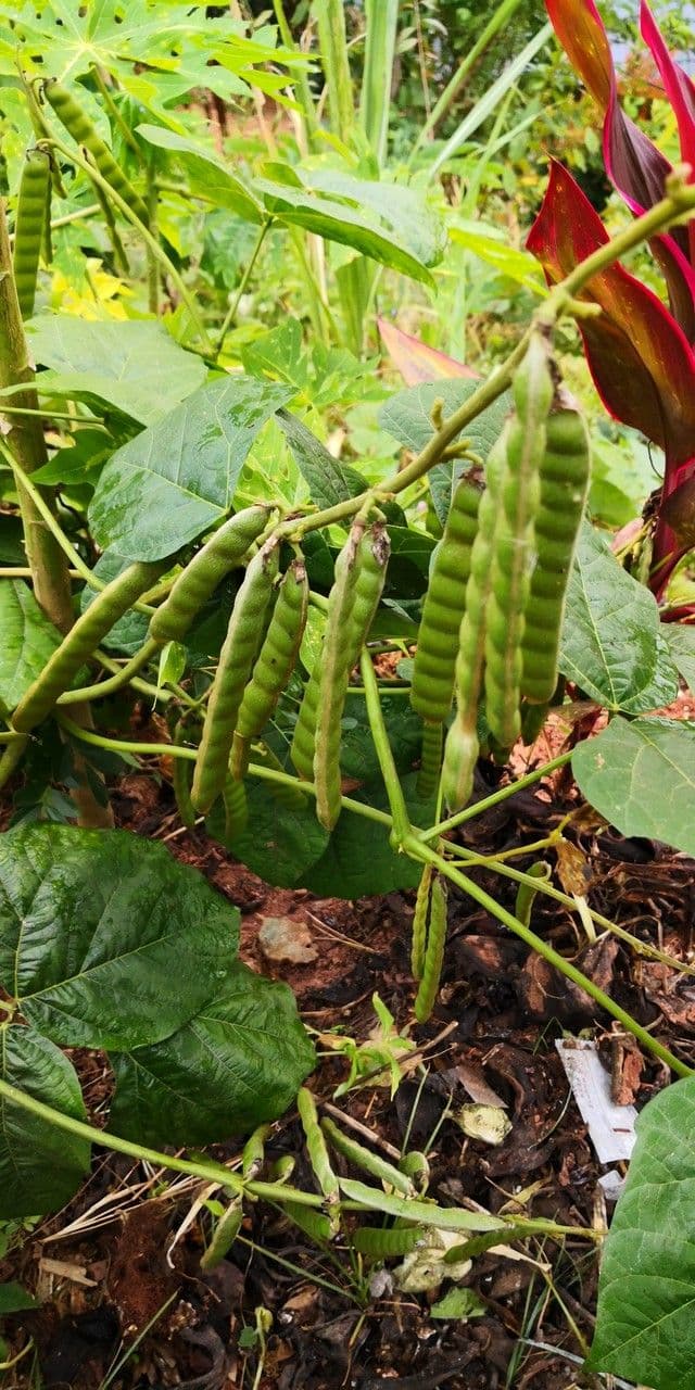 Jicama 2