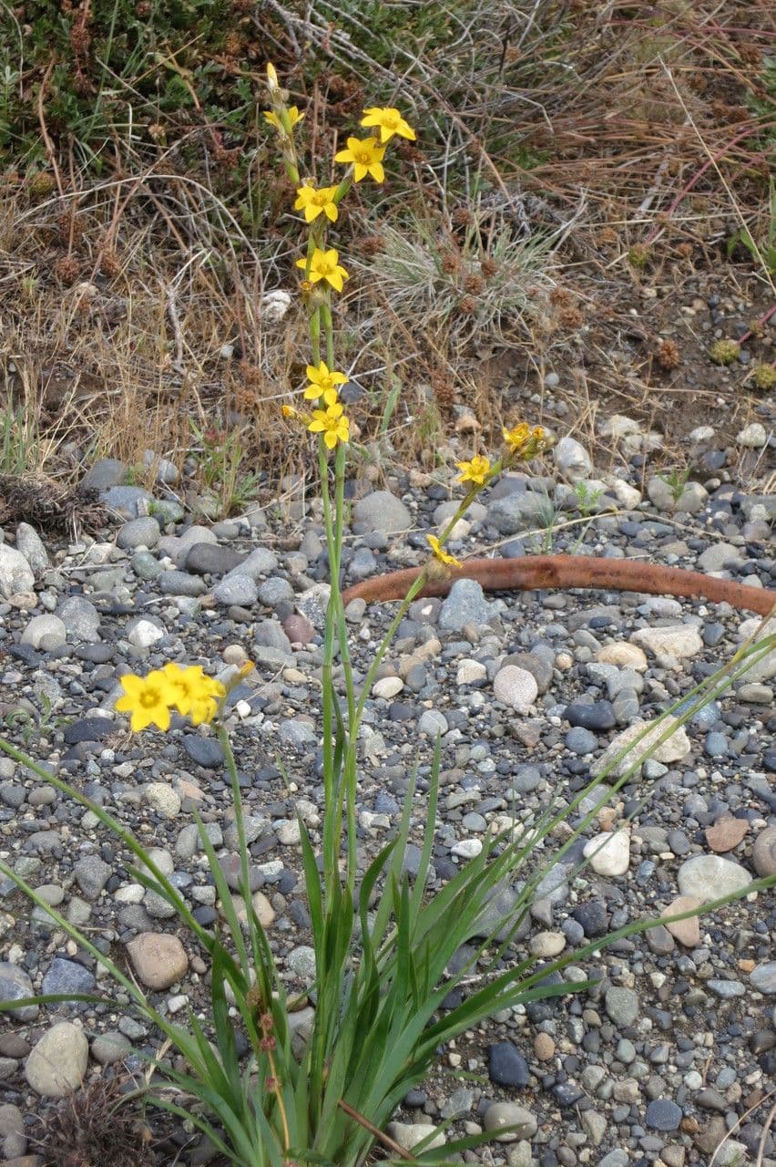 Sisyrinchium 4