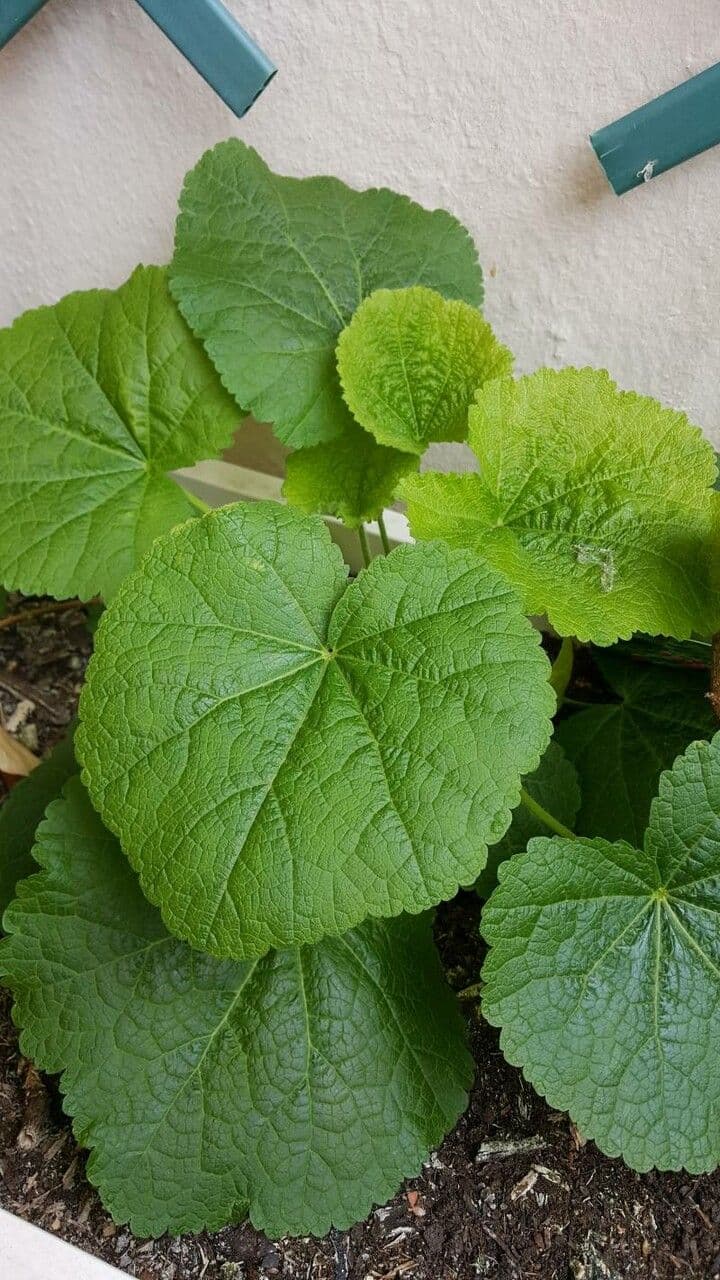 Malva 15