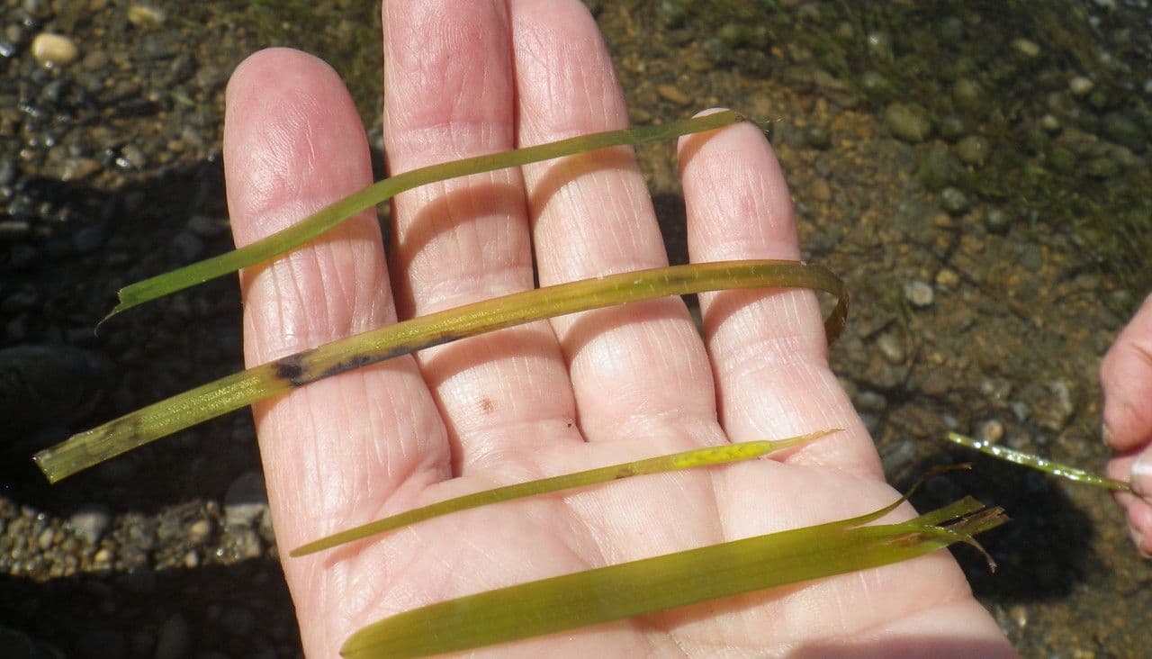 Zostera marina 11