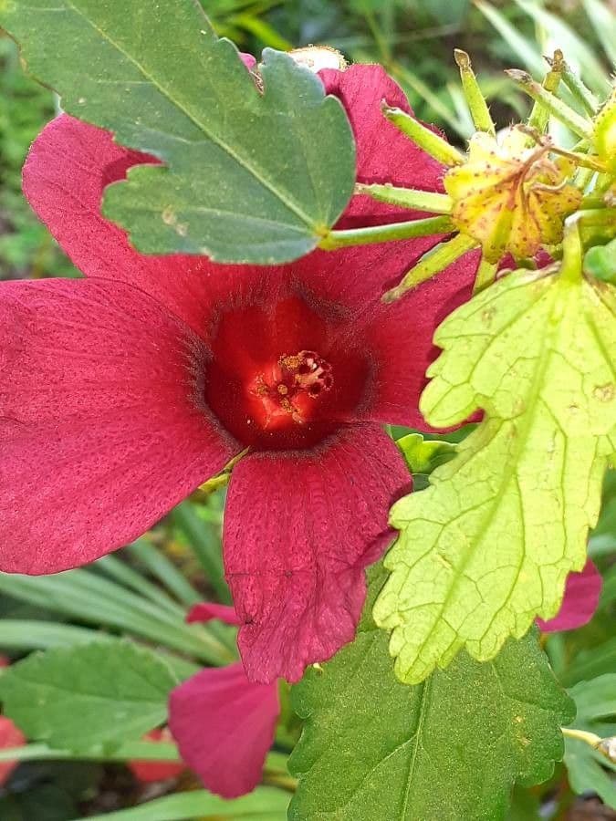 Essigblättriger Hibiskus 2