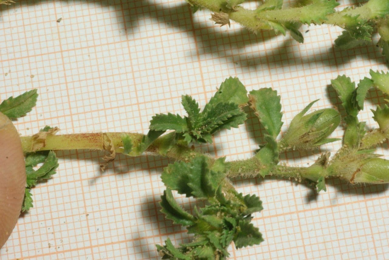 Onide variegata 19