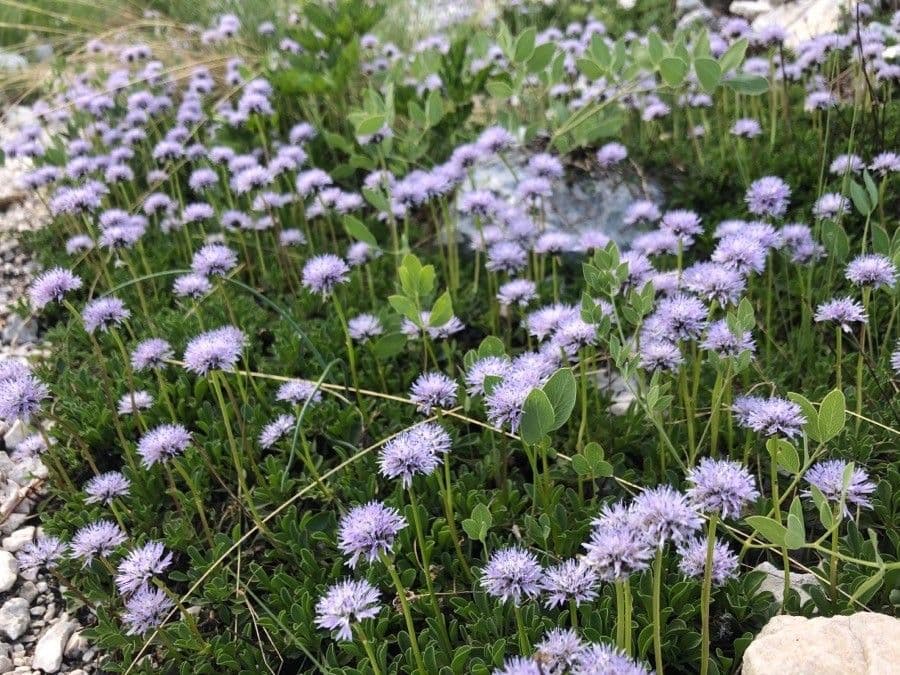 Globularia 12