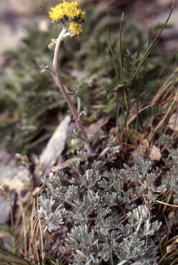 Artemisia glaciale 14