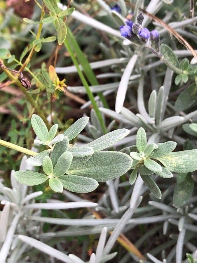 Salvia germandrina 11