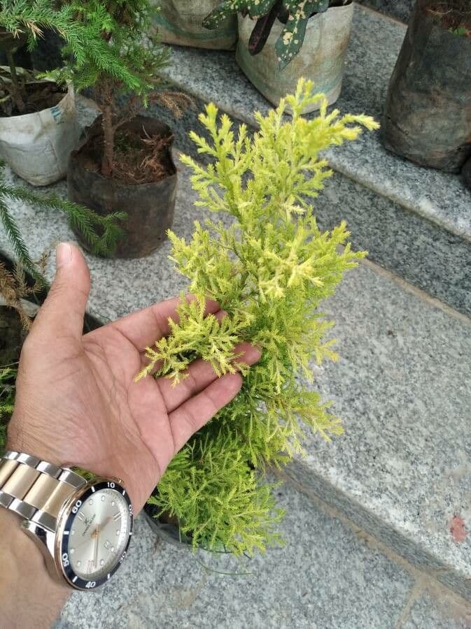 Ginepro ibrido