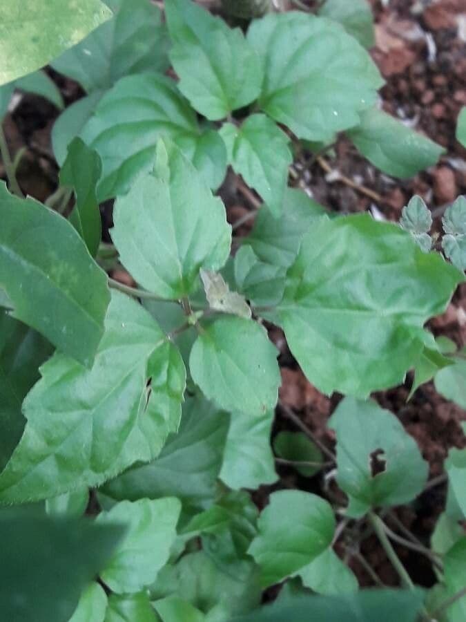 Scutellaria 16