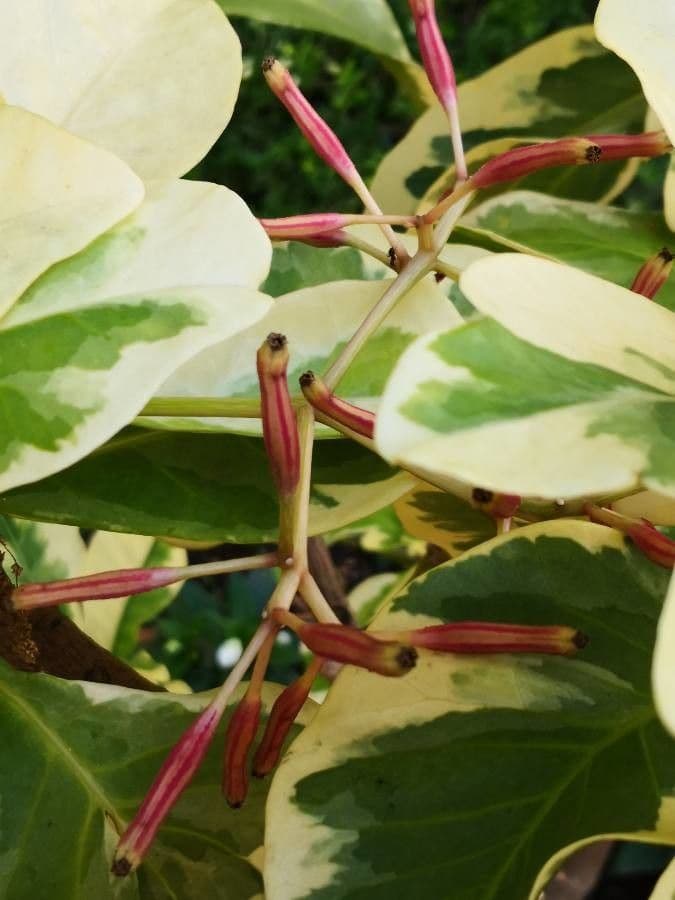Pisonia 2