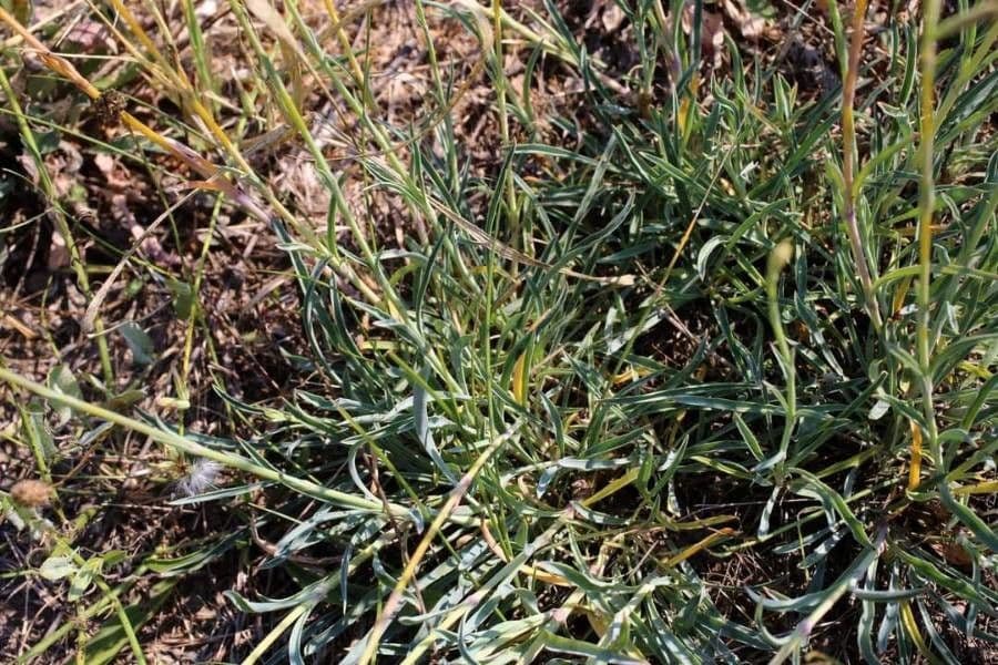 Silene 5