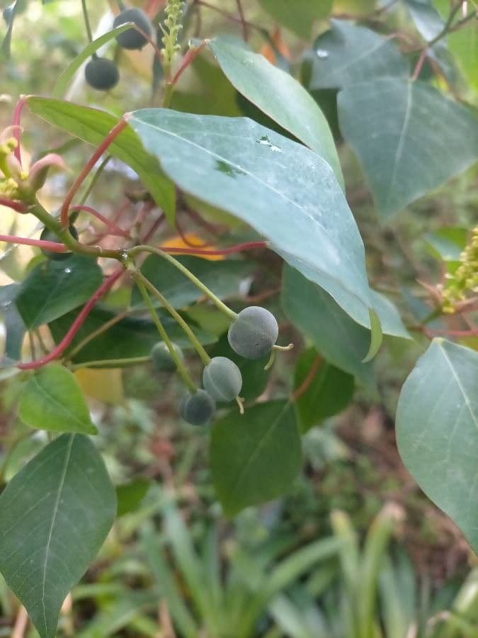 Homalanthus populifolius