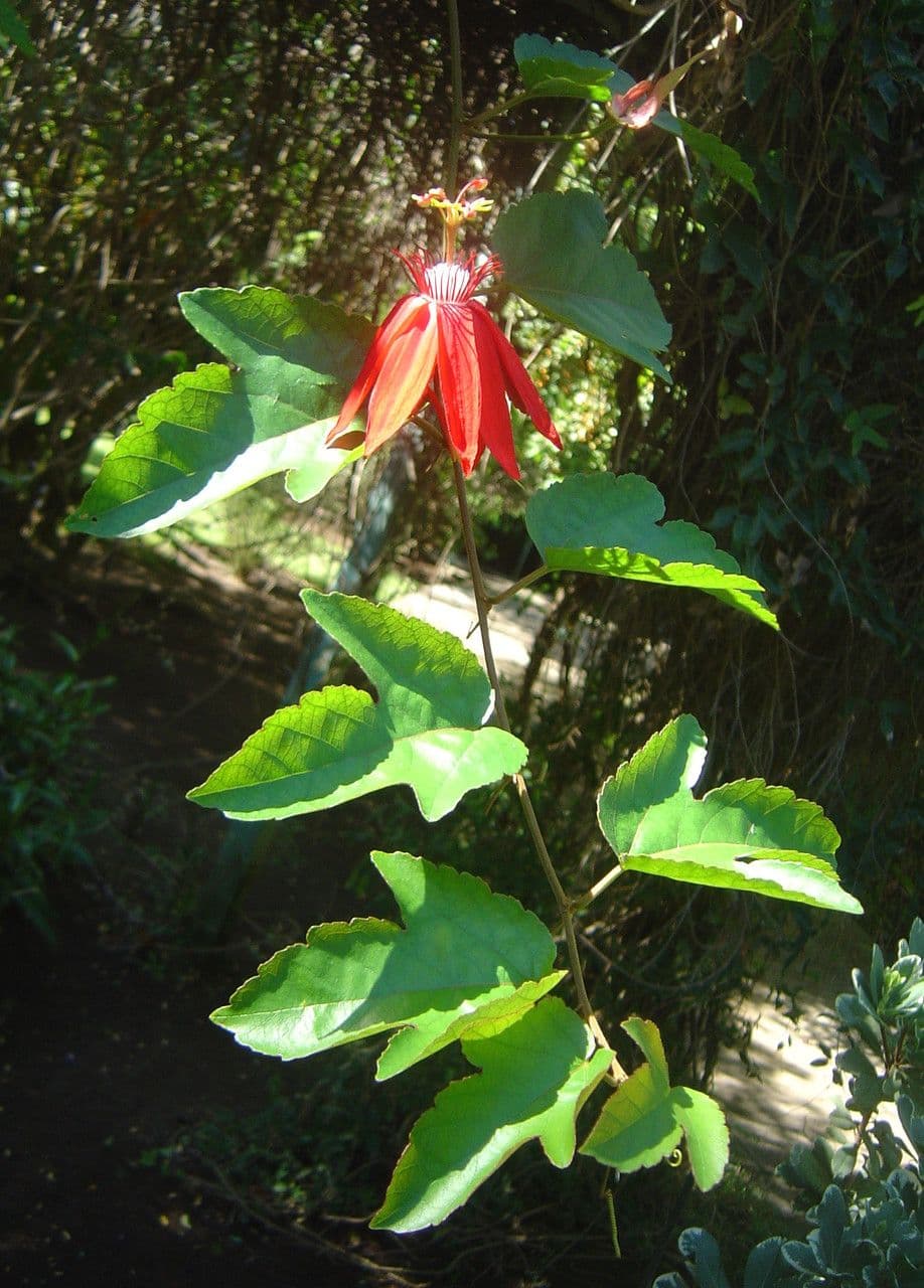 Perfumed passionflower 11