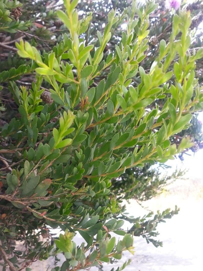 Melaleuca 16