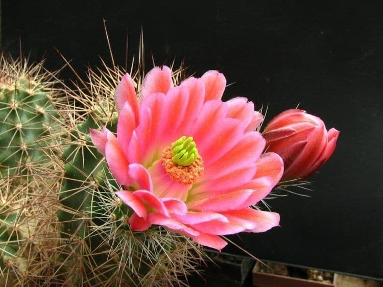 Echinocereus coccineus 4