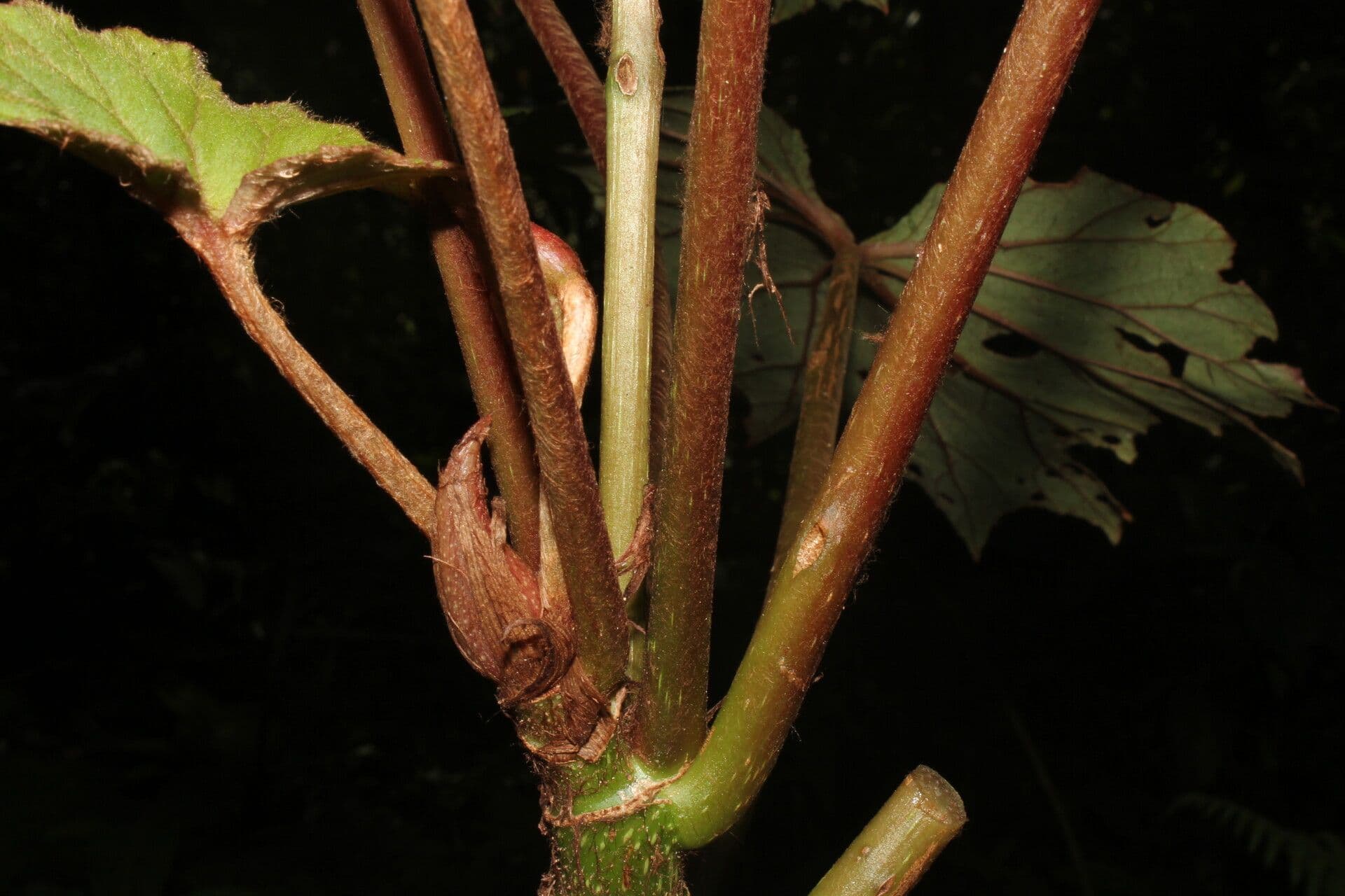 Begonia 16
