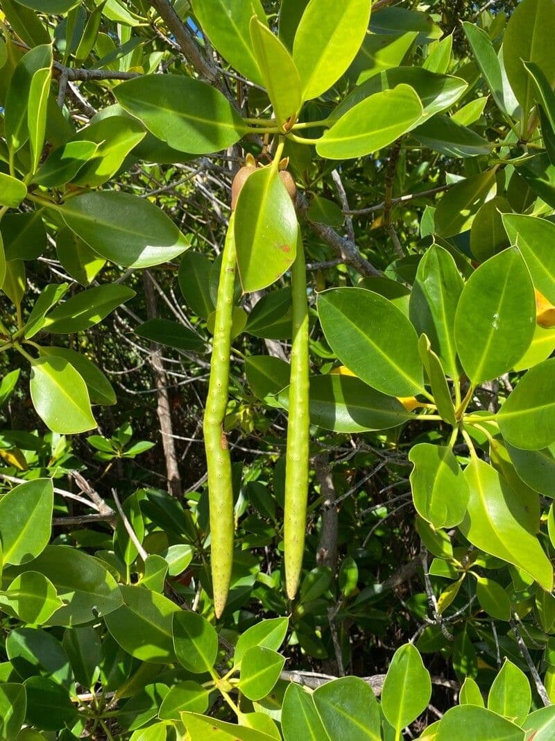 Mangle à racines bouclées