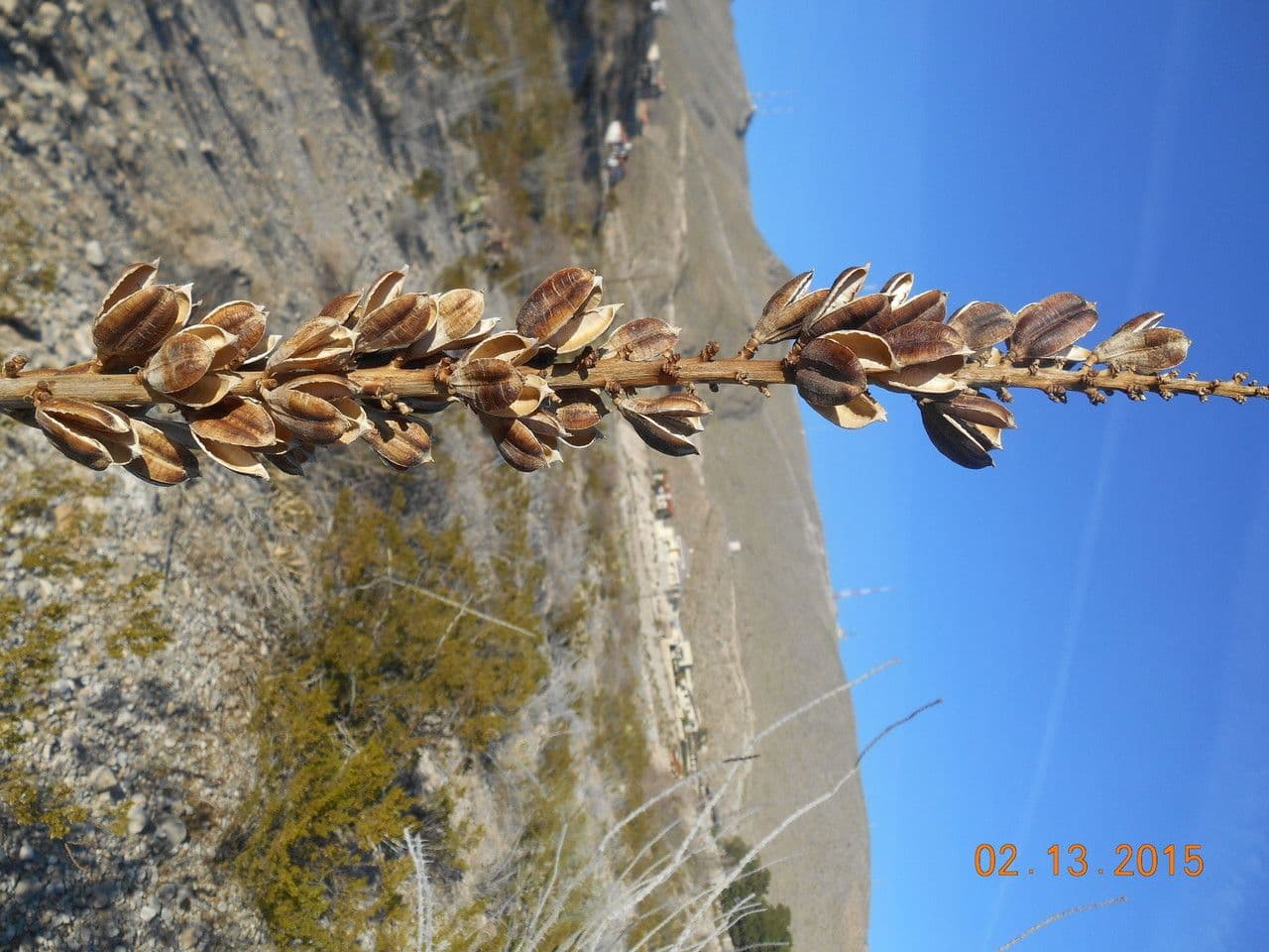Agave lechuguilla 5