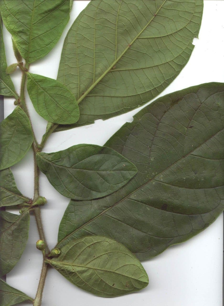 Lycianthes sanctaeclarae 18