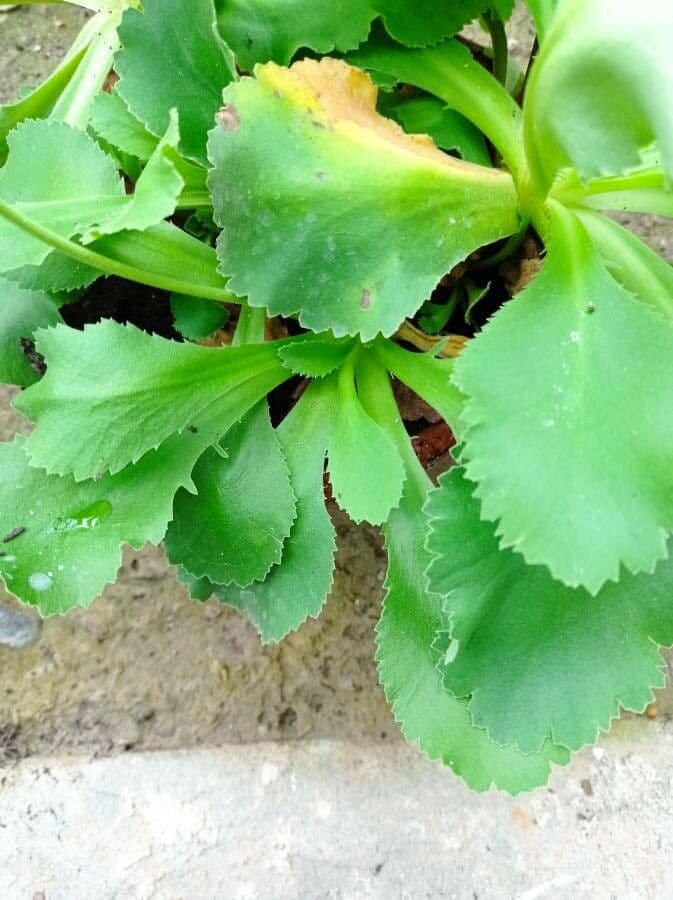 Primula 8