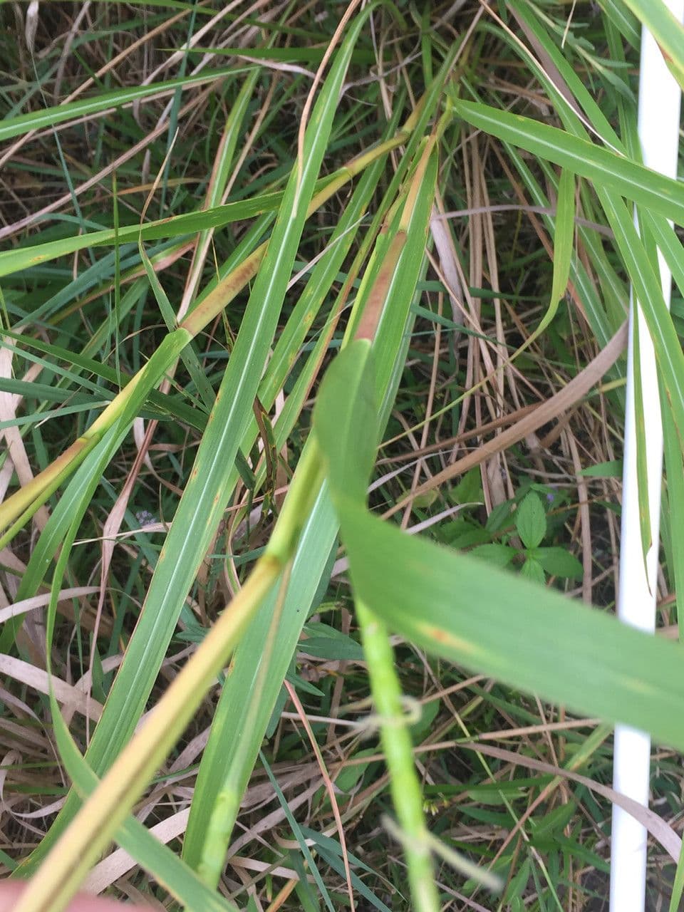 Tripsacum dactyloides 19