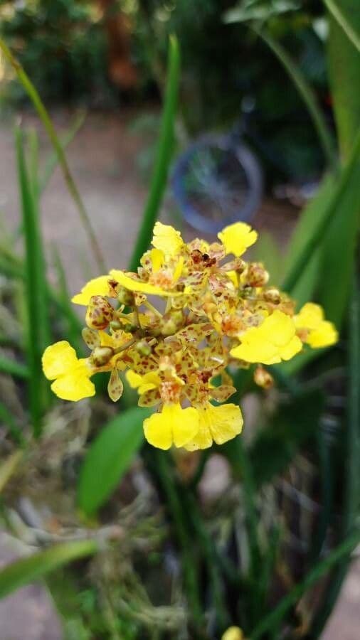 Trichocentrum cebolleta 5