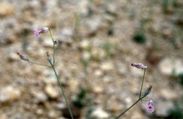 Silene pelosa 9