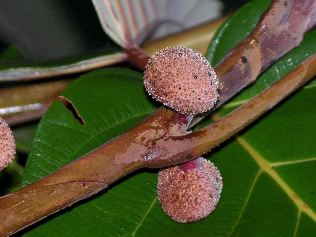 Coussapoa